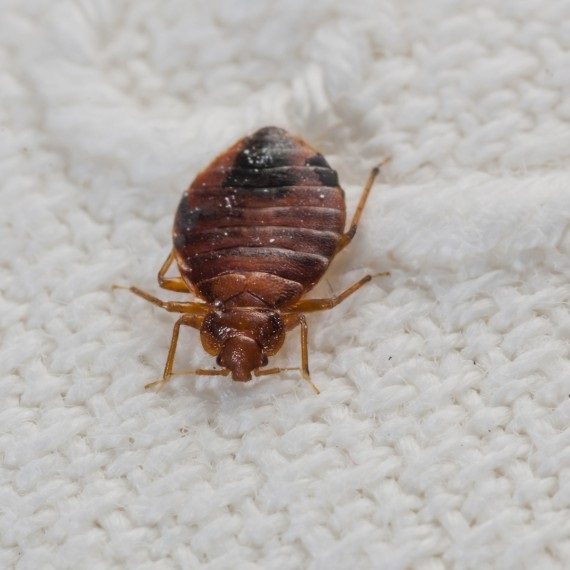 Bed Bugs, Pest Control in Plumstead, SE18. Call Now! 020 8166 9746