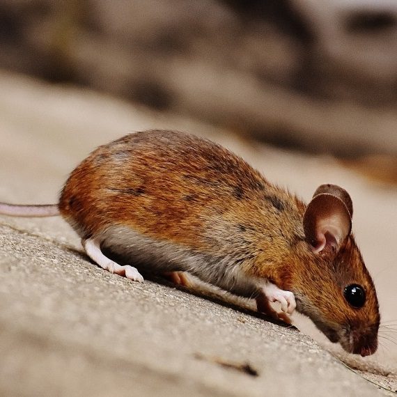 Mice, Pest Control in Plumstead, SE18. Call Now! 020 8166 9746