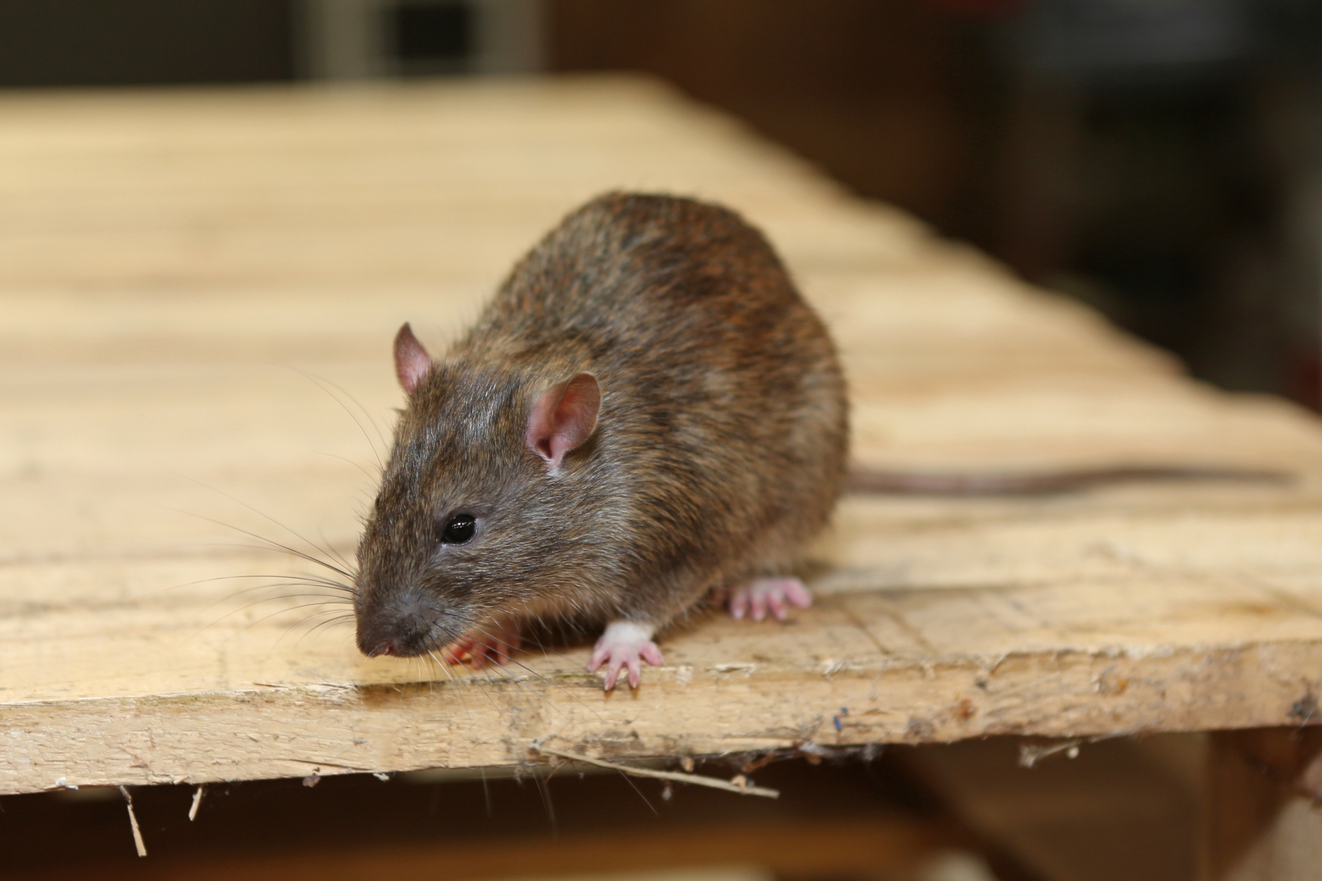 Rat Control, Pest Control in Plumstead, SE18. Call Now 020 8166 9746