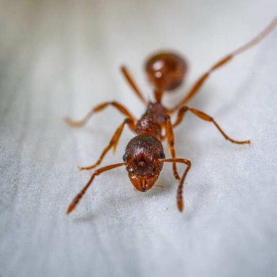 Field Ants, Pest Control in Plumstead, SE18. Call Now! 020 8166 9746