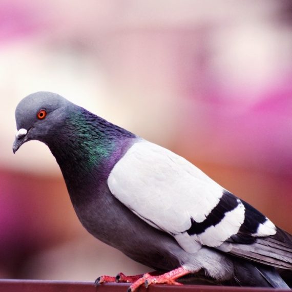 Birds, Pest Control in Plumstead, SE18. Call Now! 020 8166 9746
