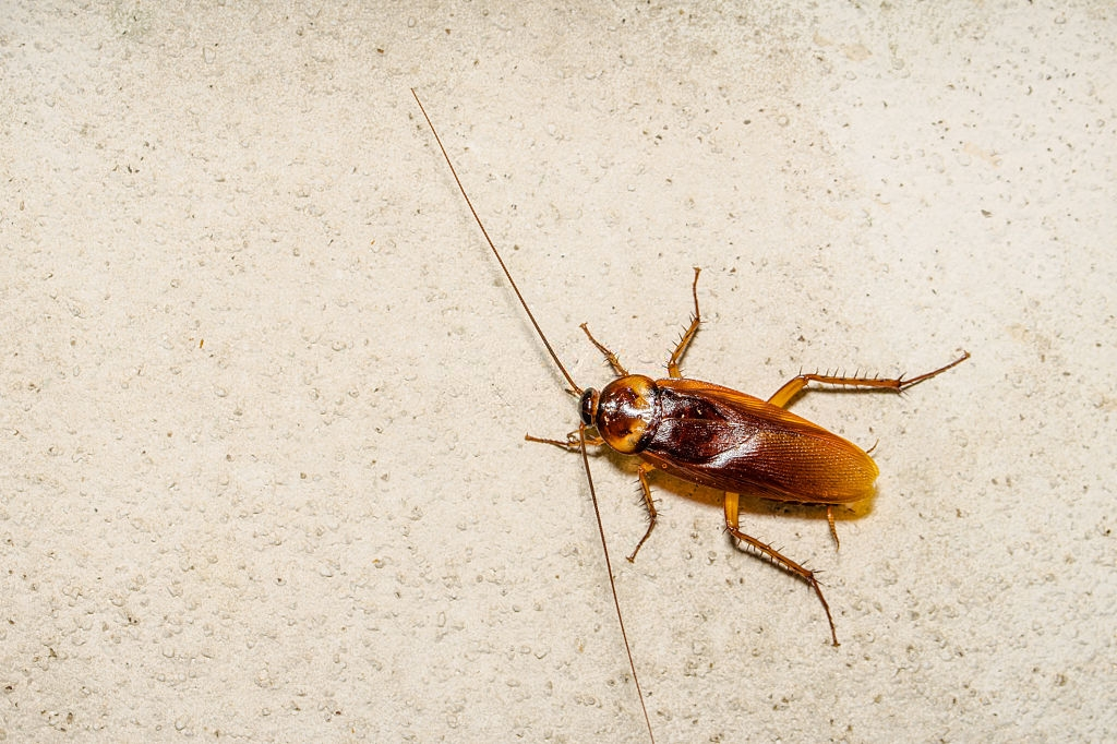 Cockroach Control, Pest Control in Plumstead, SE18. Call Now 020 8166 9746