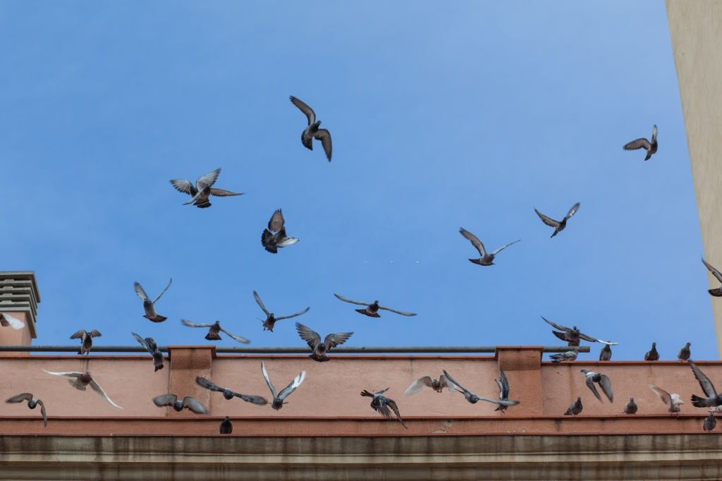 Pigeon Pest, Pest Control in Plumstead, SE18. Call Now 020 8166 9746