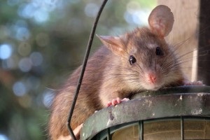 Rat Control, Pest Control in Plumstead, SE18. Call Now 020 8166 9746