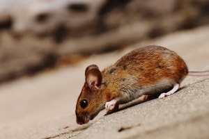 Mouse extermination, Pest Control in Plumstead, SE18. Call Now 020 8166 9746