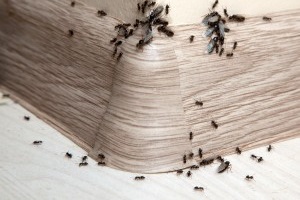 Ant Control, Pest Control in Plumstead, SE18. Call Now 020 8166 9746