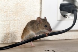 Mice Control, Pest Control in Plumstead, SE18. Call Now 020 8166 9746