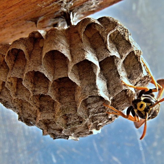 Wasps Nest, Pest Control in Plumstead, SE18. Call Now! 020 8166 9746